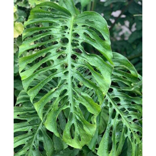 monstera acuminata 🌿 มอนสเตอร่า อะคูมินาต้า