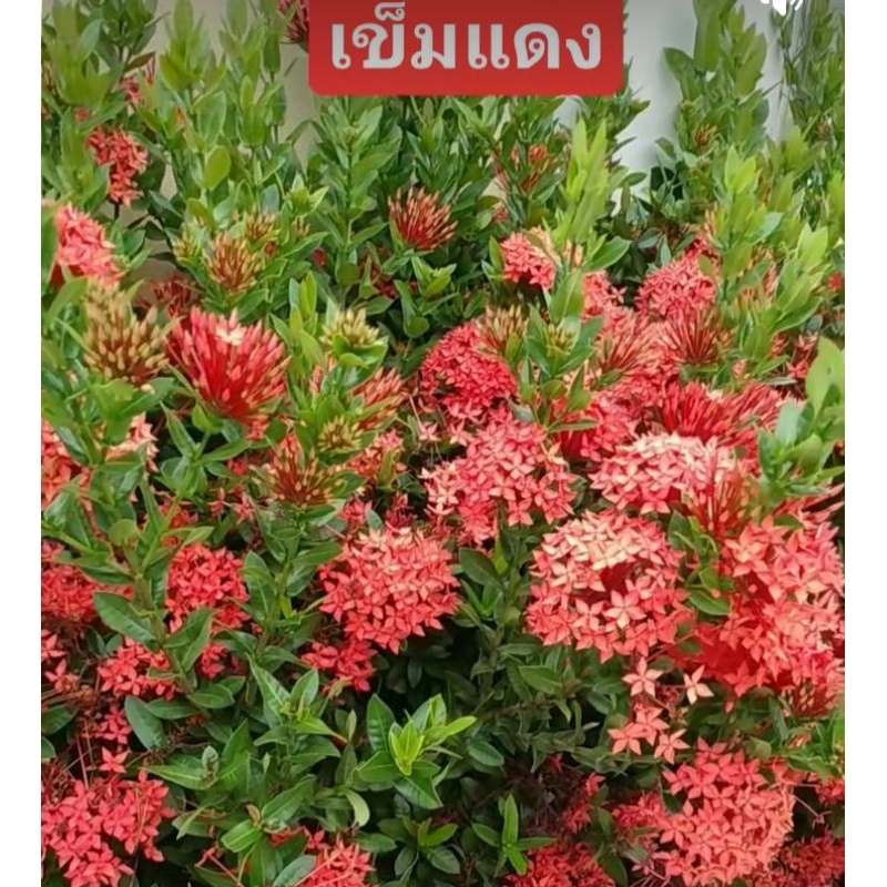 ดอกเข็มแดงใบเล็ก 1ต้น 1ถุงดำ
