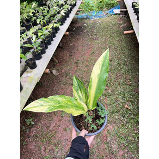 โชคเก้าชั้น หน้าวัวใบด่าง ด่างขาวเหลือง Anthurium **ไม้หน่อ**