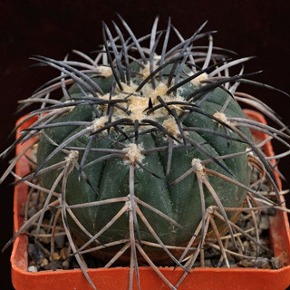 Gymnocalycium spegazzinii P43 แคคตัส กระบองเพชร cactus ยิมโนคาไลเซียม ไม้ประดับ ไม้สะสม