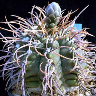 Gymnocalycium ochoterenae v. cinereum LB389 แคคตัส กระบองเพชร cactus ยิมโนคาไลเซียม ไม้ประดับ ไม้สะสม