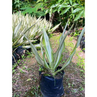 อะกาเว หรือ Agave americana ต้นอากากเว่ ความสูง 30+ เซน