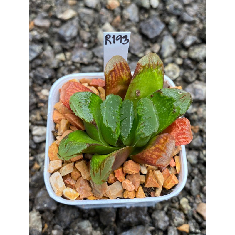 Haworthia Hybird Thailand ขนาดกระถาง 2 นิ้ว จัดส่งทั้งกระถาง รหัส R193-216