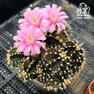 🌵 ยิมโนลูกดก • ดอกสวย • Gymnocalycium