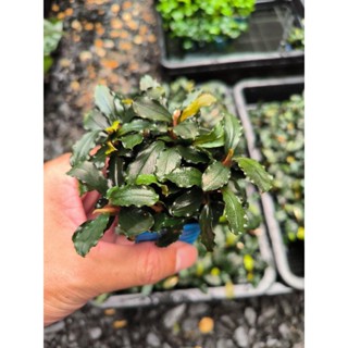 บูเซป BUCEPHALANDRA BROWNIE GHOST ต้นไม้น้ำ ยกพอท มี 3-5 ต้น (ใบบก)