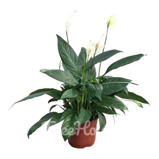 เดหลีใบมัน กระถาง 5 นิ้ว / Peace lily Pot 5