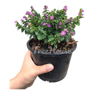 หลิวม่วง กระถาง 6 นิ้ว / Cuphea hyssopifolia Kunth pot 6