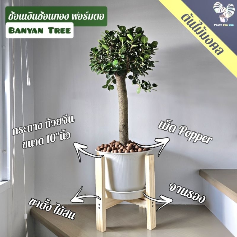 ต้นช้อนเงินช้อนทอง "ฟอร์มตอเสียบยอด" (ต้นใหญ่) (BANYAN TREE) พร้อมกระถาง+เม็ดPopper+ขาตั้งไม้สน ต้นไม้มงคล