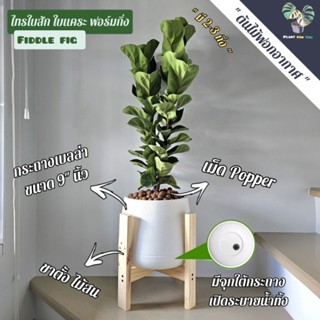 ต้นไทรใบสัก "ใบแคระ" Fiddle Fig (ฟอร์มแต่งกิ่ง) พร้อมกระถางเบลล่า9"นิ้ว+เม็ดPopper+ขาตั้งไม้สน