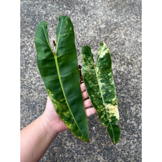 ก้านส้มด่าง ฟิโลก้านส้มด่าง philodendron billietiae variegated ไม้ด่าง ไม้หายาก