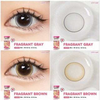 คอนแทคเลนส์ New รุ่น Fragrant By Kitty kawaii สีเทา/ตาล Gray/Brown มีค่าสายตาปกติ (0.00) เปลี่ยนแทนทุกเดือน