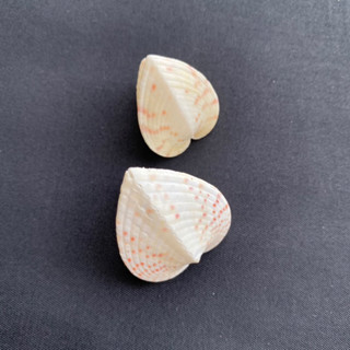 หอยลายรูปหัวใจ Pink Spotted Heart Clam shell