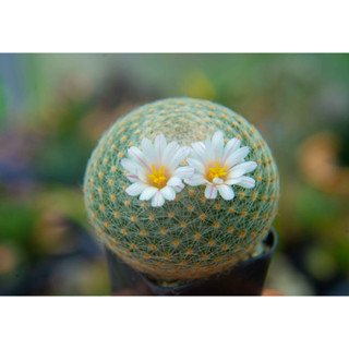 Mammillaria lenta แคคตัส กระบองเพชร cactus แมมมิลาเรีย ไม้ประดับ ไม้สะสม