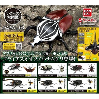 กาชาปองด้วง  โมเดล Gashapon Bandai Kuwagata Hercules Beetle Action Vol.03 จุดขยับ โมเดลสัตว์ ลิขสิทธิ์แท้