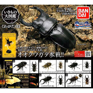 กาชาปองด้วง โมเดล Gashapon Bandai Kuwagata Stag Beetle Action Vol.03  จุดขยับ โมเดลสัตว์ ลิขสิทธิ์แท้