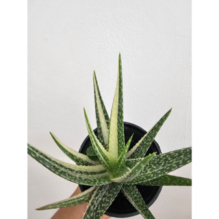 มีประกัน ส่งไว ว่านหางจระเข้ด่างแคละ Aloe vera Variegated ส่งทั้งกระถาง ไม้ปลูกในร่ม ไม้น้ำ ดูแลง่ายขยายพันธ์เร็ว ไม้มงค