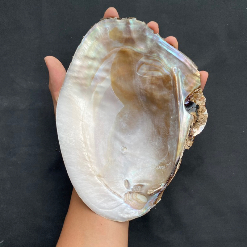 หอยมุกตัวใหญ่ Large pearl oyster shell 16-30cm สำหรับตู้ปลา สะสมเปลือกหอย ตกแต่งบ้าน - รูปที่ 3