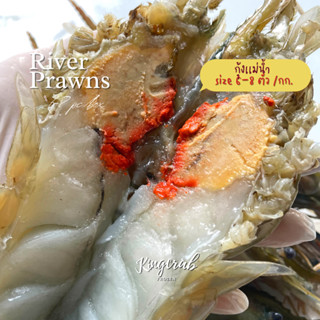 กุ้งแม่น้ำ 6-8ตัวโล 1กิโลกรัม/กล่อง  River prawn 6-8pcs 1kg/box nw90%