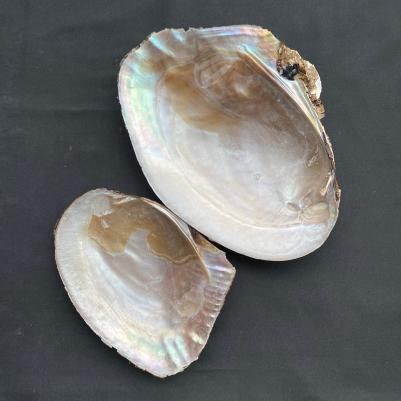 หอยมุกตัวใหญ่ Large pearl oyster shell 16-30cm สำหรับตู้ปลา สะสมเปลือกหอย ตกแต่งบ้าน - รูปที่ 5