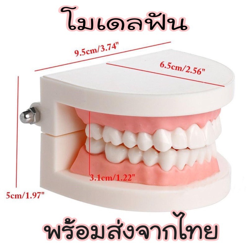 (พร้อมส่ง🇹🇭)โมเดลฟัน ฟันสวย ฟันผุ สำหรับฝึกสอนลูกน้อยแปรงฟัน พร้อมส่งจากไทย Tooth Model Sensory play