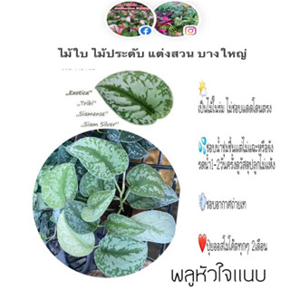 ต้นไม้ฟอกอากาศ " พลูหัวใจแนบ หรือ Scindapsus pictus exotic