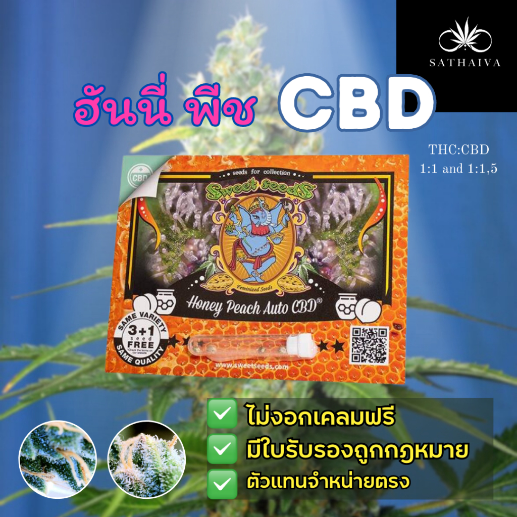 เมล็ด CBD ฮันนี่พีช 🍑 ออโต้ จาก Sweet seeds 🇪🇸 (เน้นอินดิก้า)