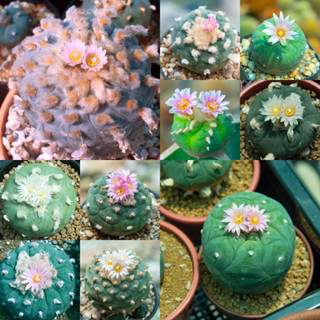 Lophophora sp. โลโฟไม้เมล็ด แคคตัสน่ารักๆ กระบองเพชร cactus ไม้ประดับ ไม้สะสม