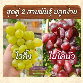 ต้นองุ่นกิ่งตอนติดตา ชุดคู่ 🌲🍇 ไวกิ้ง ไบโคนัว ปลูกง่าย ดูแลง่าย ออกลูกง่าย รสชาติดี