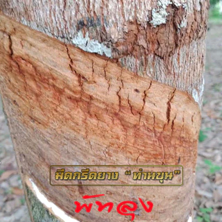 ฅนขี่ม้าพาราไวท์ ของแท้จาก จากศูนย์กระจ่ายสินค้าหลัก พัทลุง