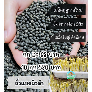 เมล็ดถั่วแขกผิวดำ คัดพิเศษ อัตราการงอก99 % ขนาด 1,000 กรัม