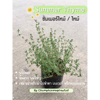 ไทม์/ซัมเมอร์ ไทม์ /Summer Thyme (ไม่มีขั้นต่ำการสั่งซื้อ) ราคาถูกที่สุด! ค่าส่งเริ่มต้นที่ 35 บาท!