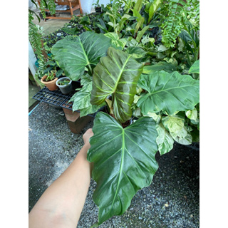 Philodendron Corsinianum 🍁 ตอนใบอ่อน หลังใบน้องจะมีสีแดงสวยมาก พอใบโตขึ้นใบจะมีลักษณะงองุ้มสวยแปลกตา