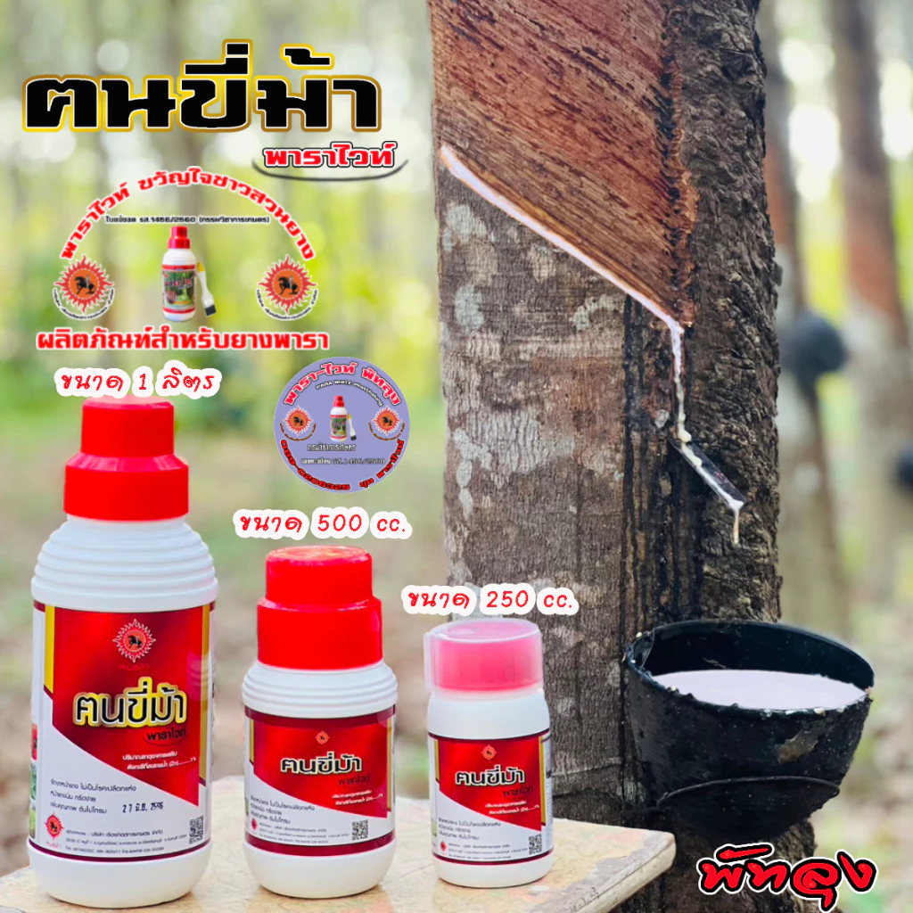 ฅนขี่ม้า พาราไวท์ พัทลุง