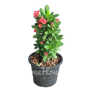 โป๊ยเซียนแคระ กระถาง 8 นิ้ว / Euphorbia milii Des Moul Pot 8