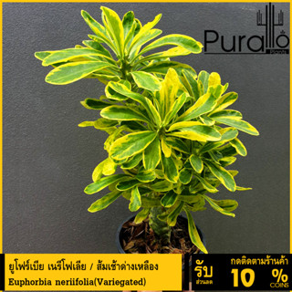 ต้นยูโฟร์เบีย ยูโฟเบีย เนรีโฟเลีย / ส้มเช้าด่างเหลือง ต้นมังกรทอง Euphorbia neriifolia(Variegated) #Euphorbia #ไม้โขด #c