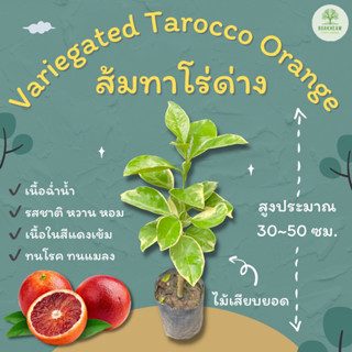 ต้นพันธุ์ส้มทาโร่ด่าง Variegated Tarocco Orange ส้มทาโร่ ส้มสีเลือด สูงประมาณ 30~50 ซม.