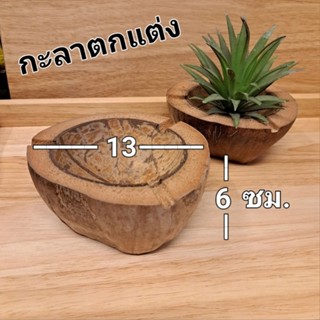 กระถาง กะลา ไม้ประดับตกแต่ง ทิลแลนเซีย