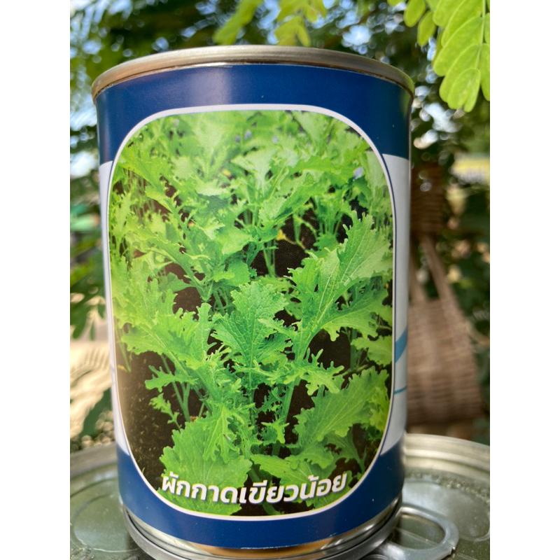 กาดเขียวน้อย  วาซาบิ  กาดหิ่นน้อย  กาดสร้อย ของใหม่ชัวร์  สิ้นอายุทำพันธ์ุ์  10 / 70