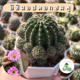 🌵 A Little cactus🌵| แคคตัส กระบองเพชร อิชินอปดอกชมพู