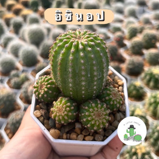 🌵 A Little cactus🌵| อิชินอป แคคตัส กระบองเพชร