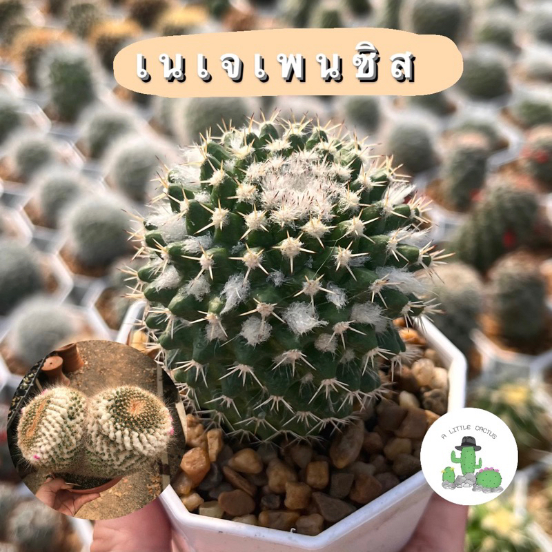 A Little cactus | แคคตัส กระบองเพชร เนเจเพนซิส