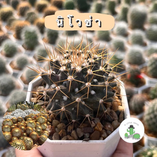 🌵 A Little cactus🌵| แคคตัส กระบองเพชร นิโวซ่า