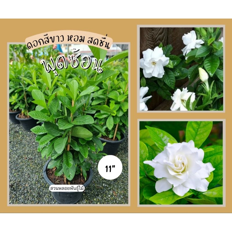 พุดซ้อน ดอกสีขาว ซ้อน /กระถาง 11″ ต้นสูงประมาณ 50cm.+