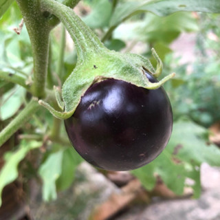 เมล็ดพันธ์ุมะเขือม่วงยักษ์ 30เม็ด black beauty eggplant