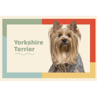 ตุ๊กตายอร์คเชียร์ เทอร์เรีย Yorkshire Terrier