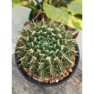 กระบองเพชร แคคตัส โนโตแพมพีนัส Notocactus pampeanus  ขนาดหัวไม้ประมาณ 4 นิ้ว ปลูกในกระถาง 5" ของมีพร้อมส่ง