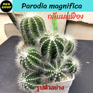 กลีบมะเฟือง (Parodia magnifica) แคคตัส กระบองเพชร ส่งพร้อมกระถาง