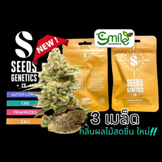 เมล็ดกัญชา Seeds Genetics.Co - Tangie (Fem)