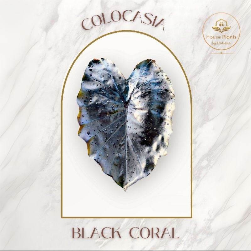 Colocasia Black Coral (โคโลคาเซีย แบล็คโครอล)