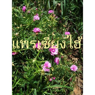 แพรเซี่ยงไฮ้ Moss-rose ปลูกแบบออร์แกนิก ในกระถาง 5.5 นิ้ว